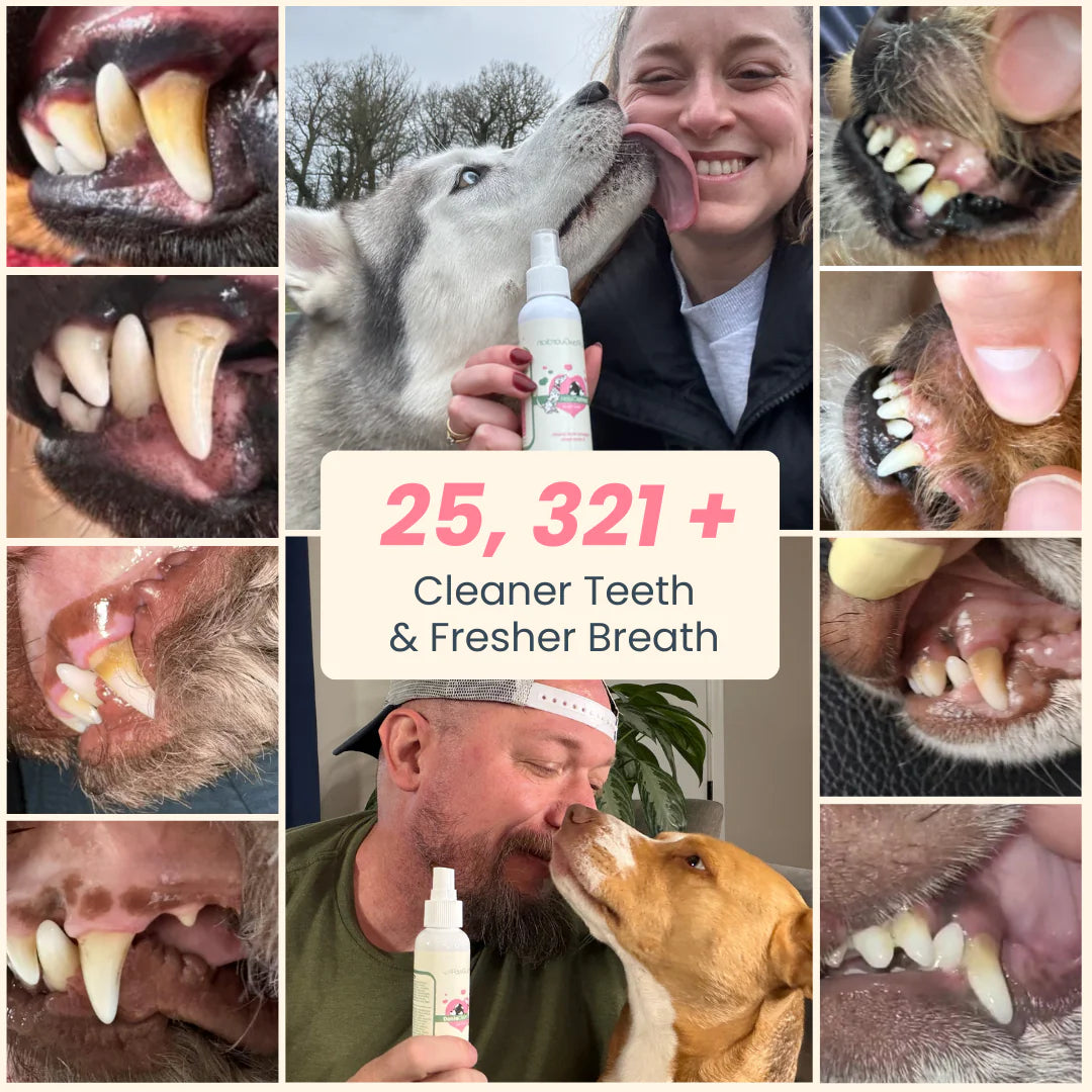 Oral Spray Dogs/Cats